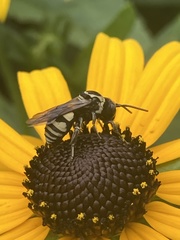 Triepeolus remigatus