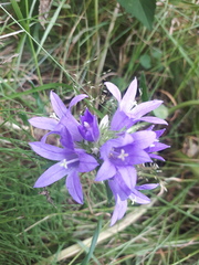 Campanula glomerata