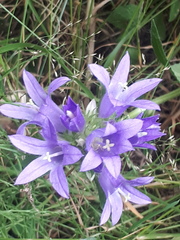 Campanula glomerata
