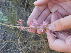 Oenothera cinerea