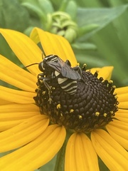 Triepeolus remigatus