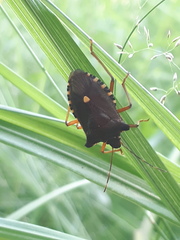 Pentatoma rufipes