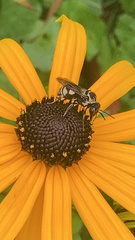 Triepeolus remigatus