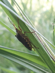 Pentatoma rufipes