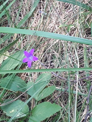 Campanula patula