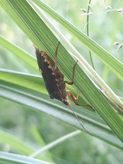 Pentatoma rufipes