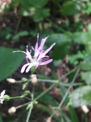 Silene flos-cuculi
