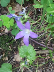 Campanula patula