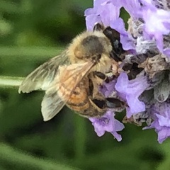 Apis mellifera