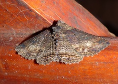 Pericyma mendax