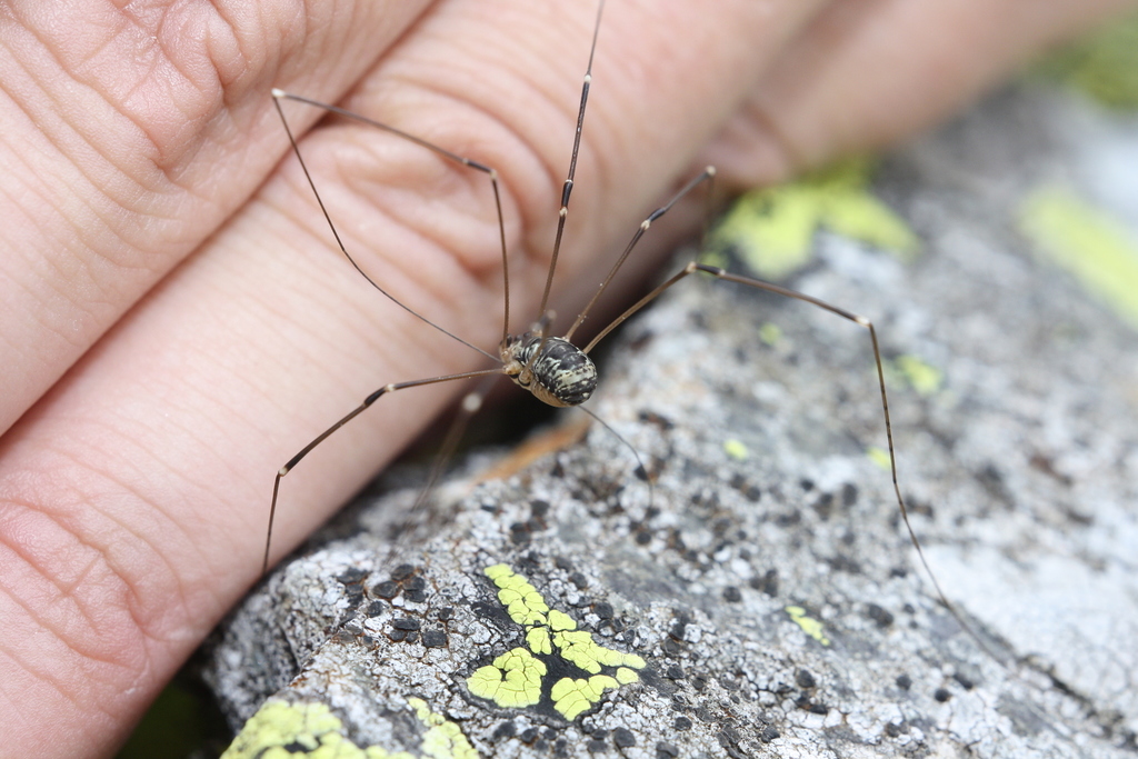 Leiobunum subalpinum