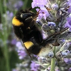 Bombus