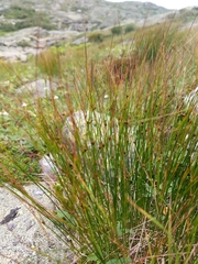 Oreojuncus trifidus
