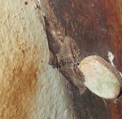 Pericyma mendax