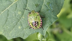 Nezara viridula