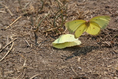 Colias alexandra