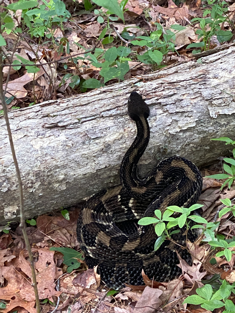 Timber Rattlesnake in June 2021 by michaelbarney · iNaturalist