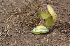 Colias alexandra