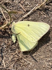 Colias alexandra