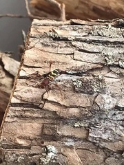 Neoclytus acuminatus