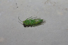 Rhogogaster punctulata