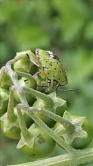 Nezara viridula