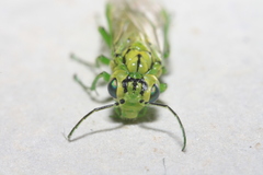 Rhogogaster punctulata