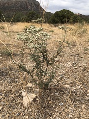 Eriogonum microtheca simpsonii