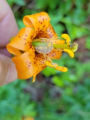 Botrytis