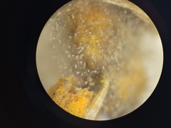 Botrytis