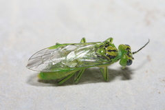 Rhogogaster punctulata