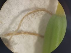 Botrytis