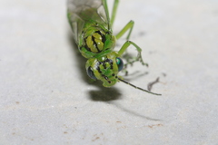 Rhogogaster punctulata