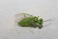 Rhogogaster punctulata