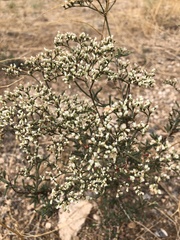 Eriogonum microtheca simpsonii