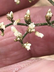 Eriogonum microtheca simpsonii