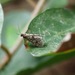Scarce Bagworm - Photo (c) Stefan, some rights reserved (CC BY-NC), uploaded by Stefan