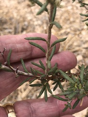 Eriogonum microtheca simpsonii