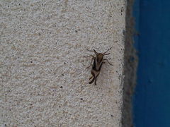 Delphax crassicornis