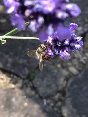 Apis mellifera