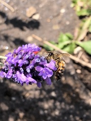 Apis mellifera