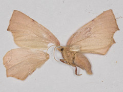 Slossonia rubrotincta