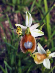 Ophrys bertolonii