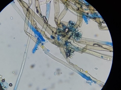 Botrytis