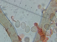 Botrytis