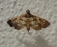 Salbia cassidalis