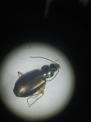 Agonum errans
