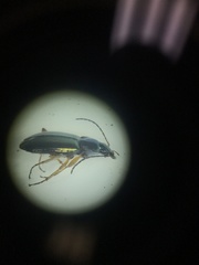 Agonum errans