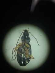 Agonum errans