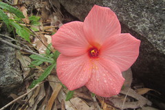 Abelmoschus moschatus tuberosus